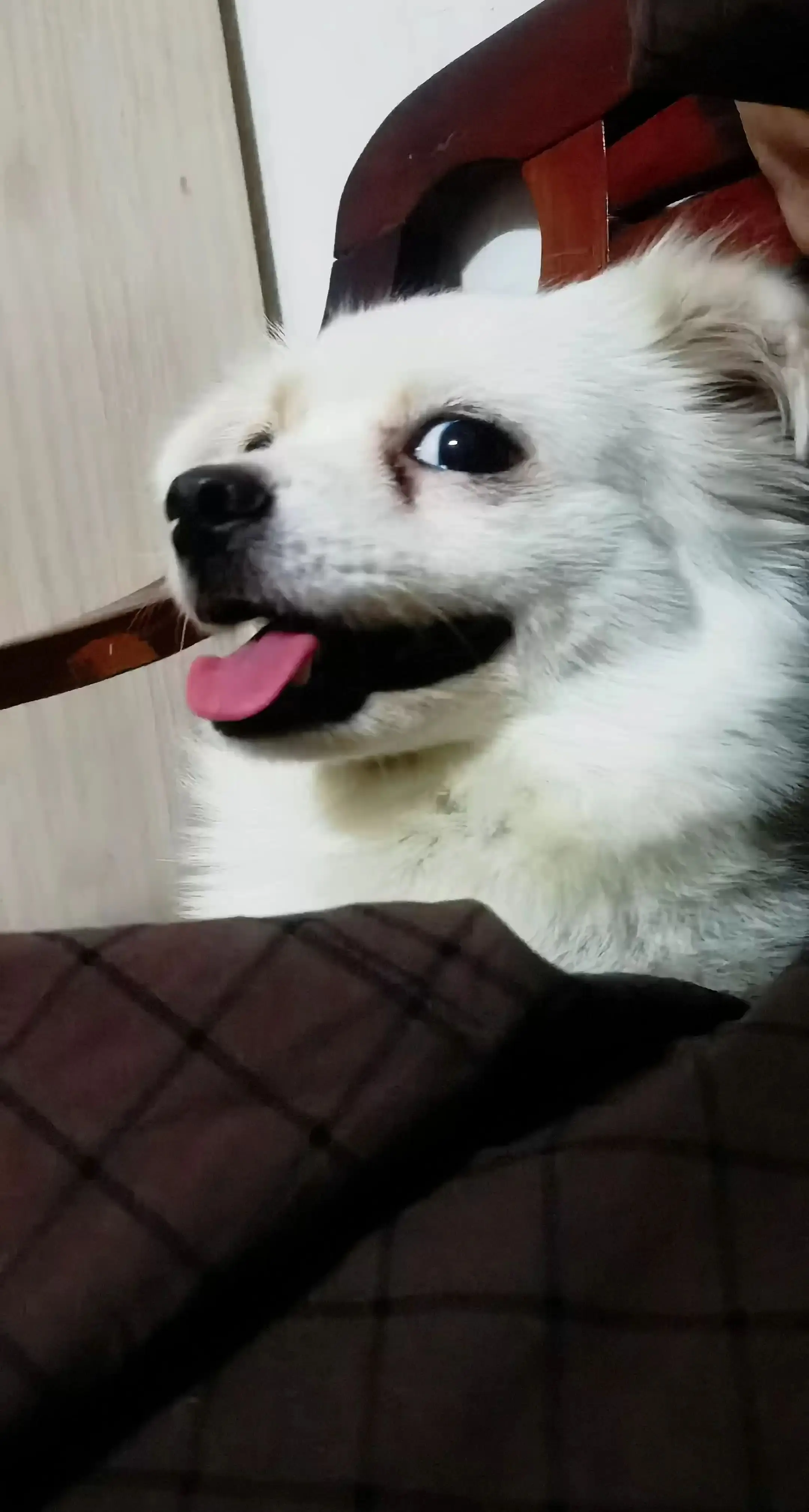 曾经的弃儿，现在🈵眼的幸福（谭小北）