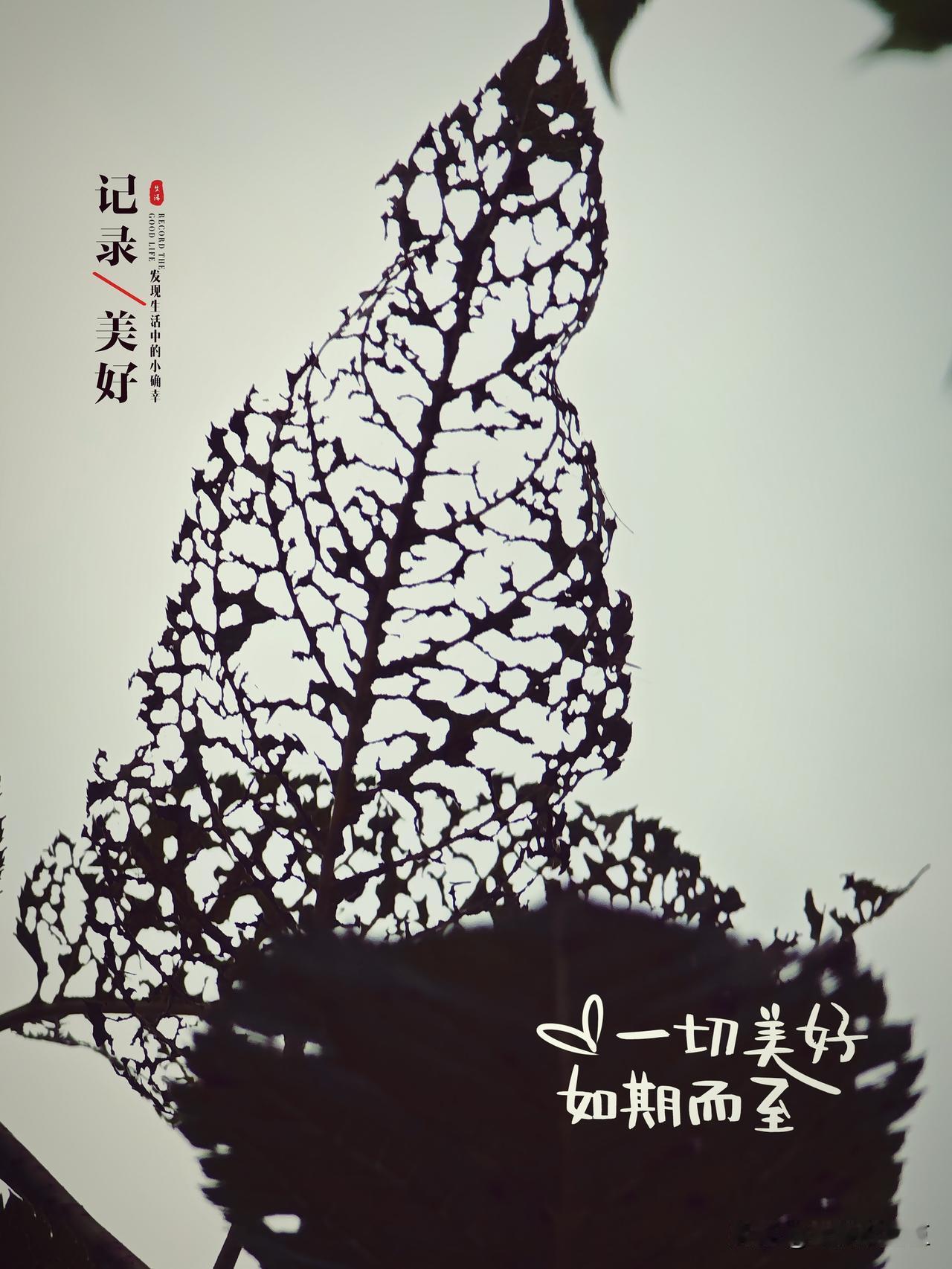 人间烟火|漏叶•序
记录驾驭美好，美好如期而至
手机拍了张被风蚀雨刻的叶子图，修