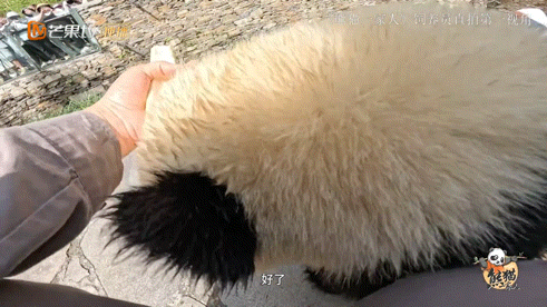 #熊猫幼崽吃竹笋asmr#看见熊猫宝宝们的日常就觉得非常的可爱，特别是对于吃竹笋