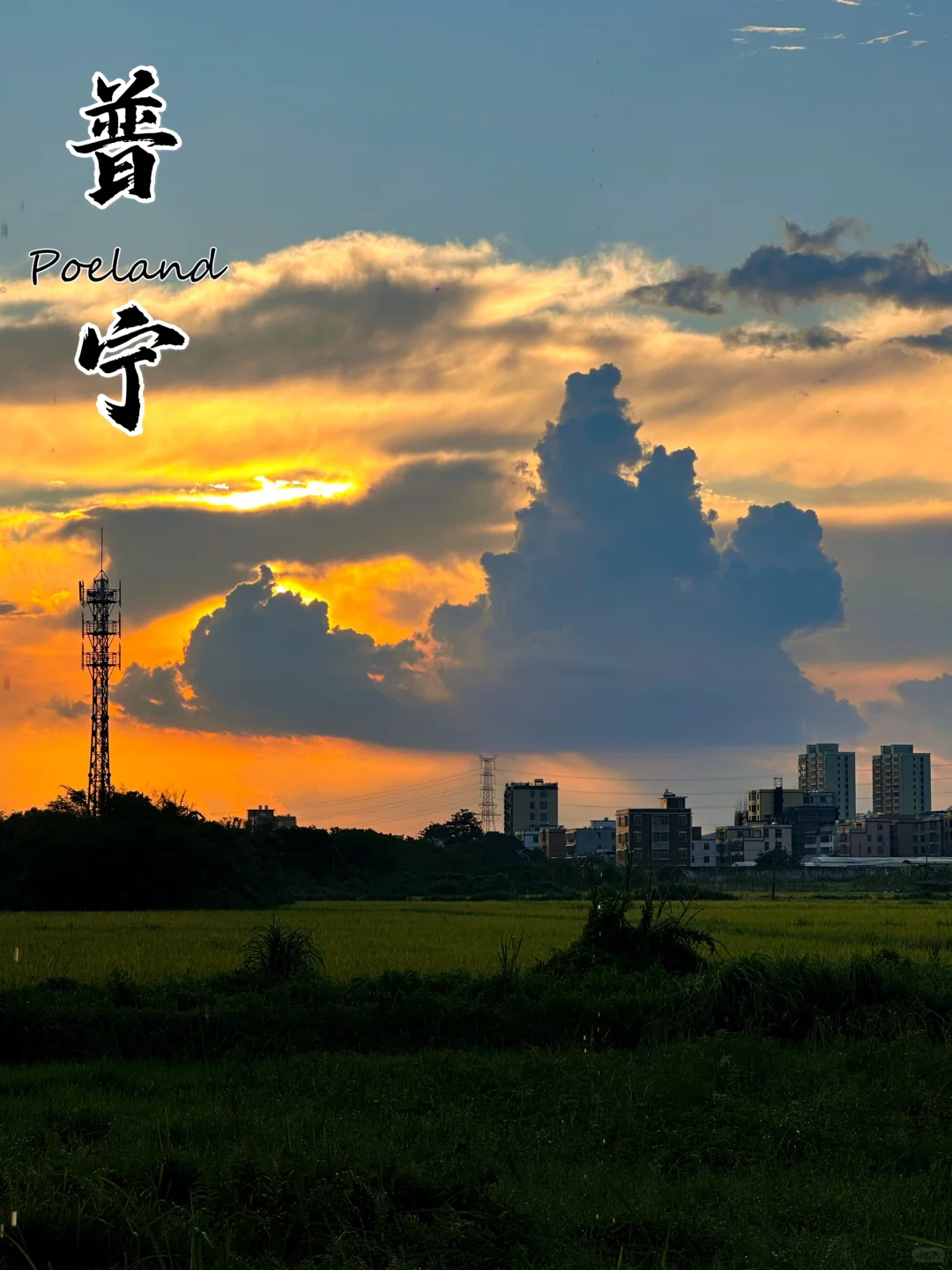 翱翔在夕阳里的大鸟
