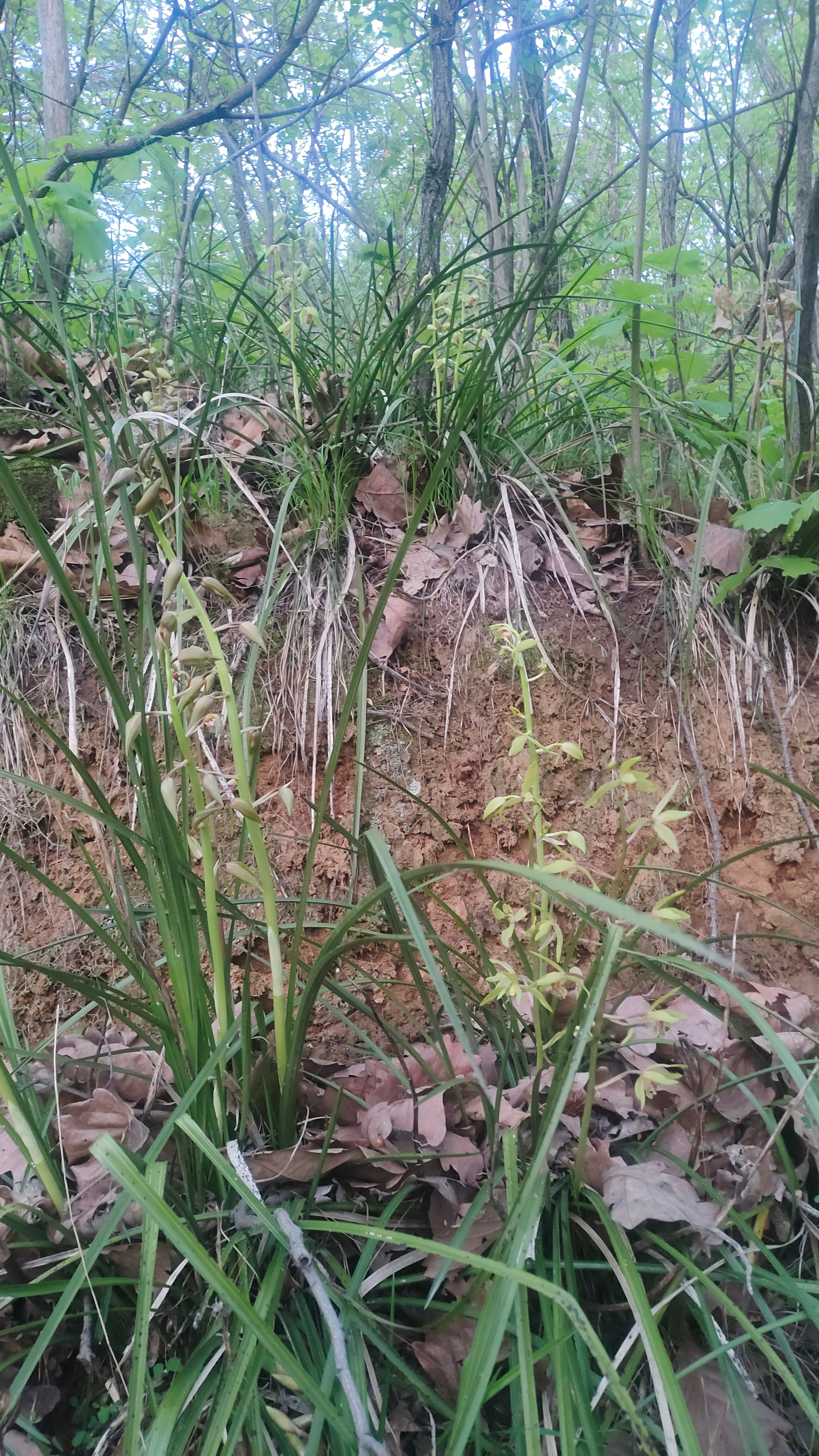 桃李诗社  吟慧兰文/怡心人清逸写意版 配短跋：蕙风漫卷绕幽栏，慧质凝香入砚寒。