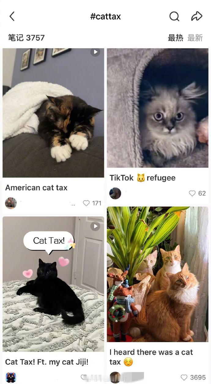 美国网友涌入小红书交猫税  当两波文化完全不同的人交流，宠物肯定是破冰的第一选择
