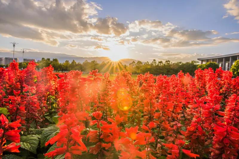 下联：片片绿叶送和风。诚邀上联朵朵红花迎朝阳。