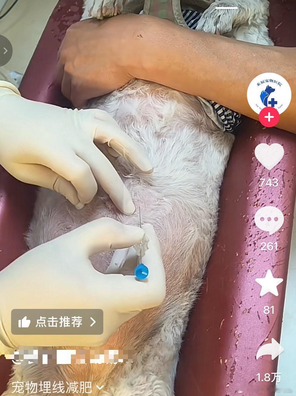 刷到给小狗埋线减肥的，不理解。。。。人减肥管不住嘴没办法，狗减肥少喂一点不就行了