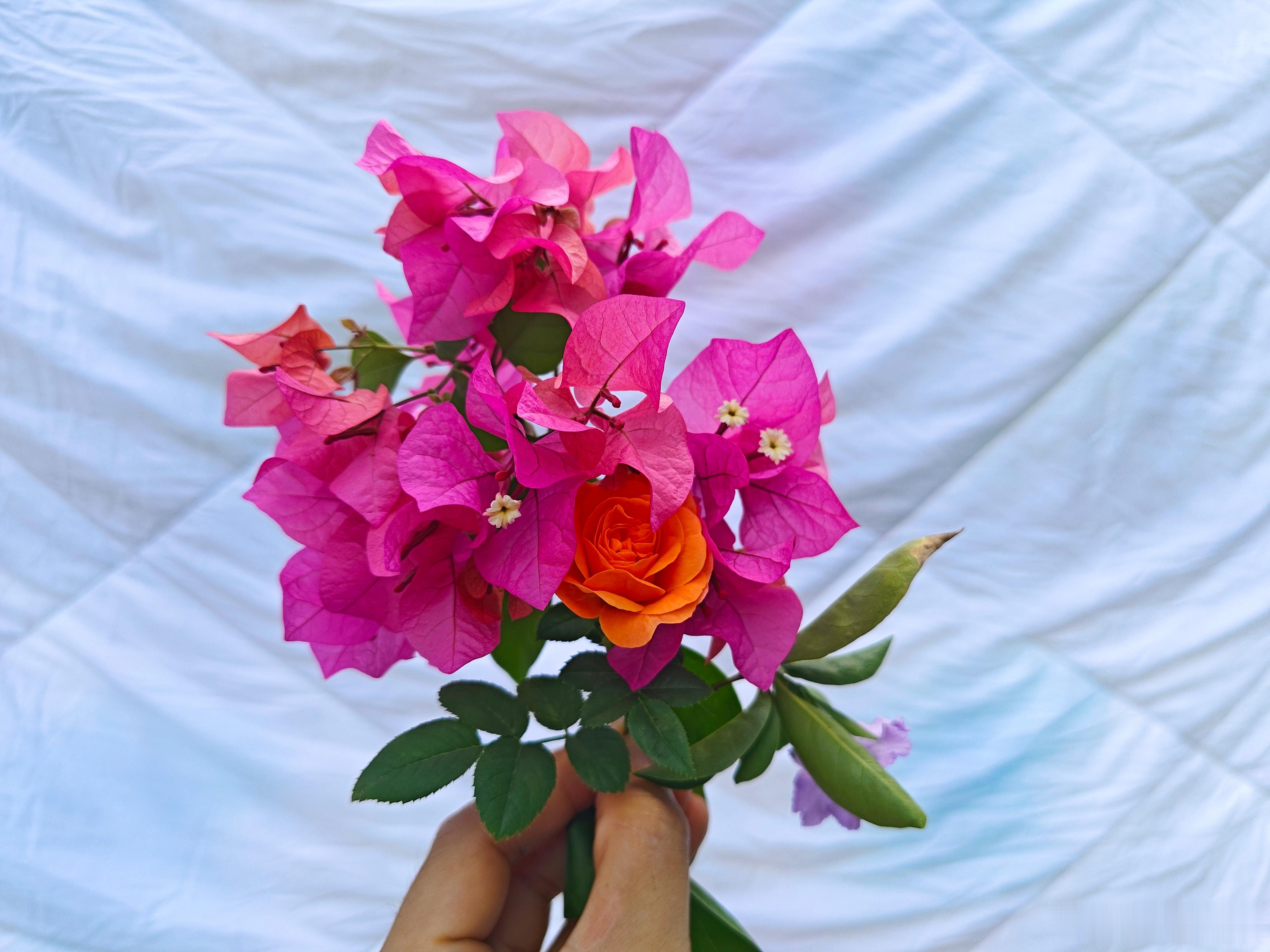 花开堪折直须折，莫让骄阳暴烤之。 电视剧骄阳伴我