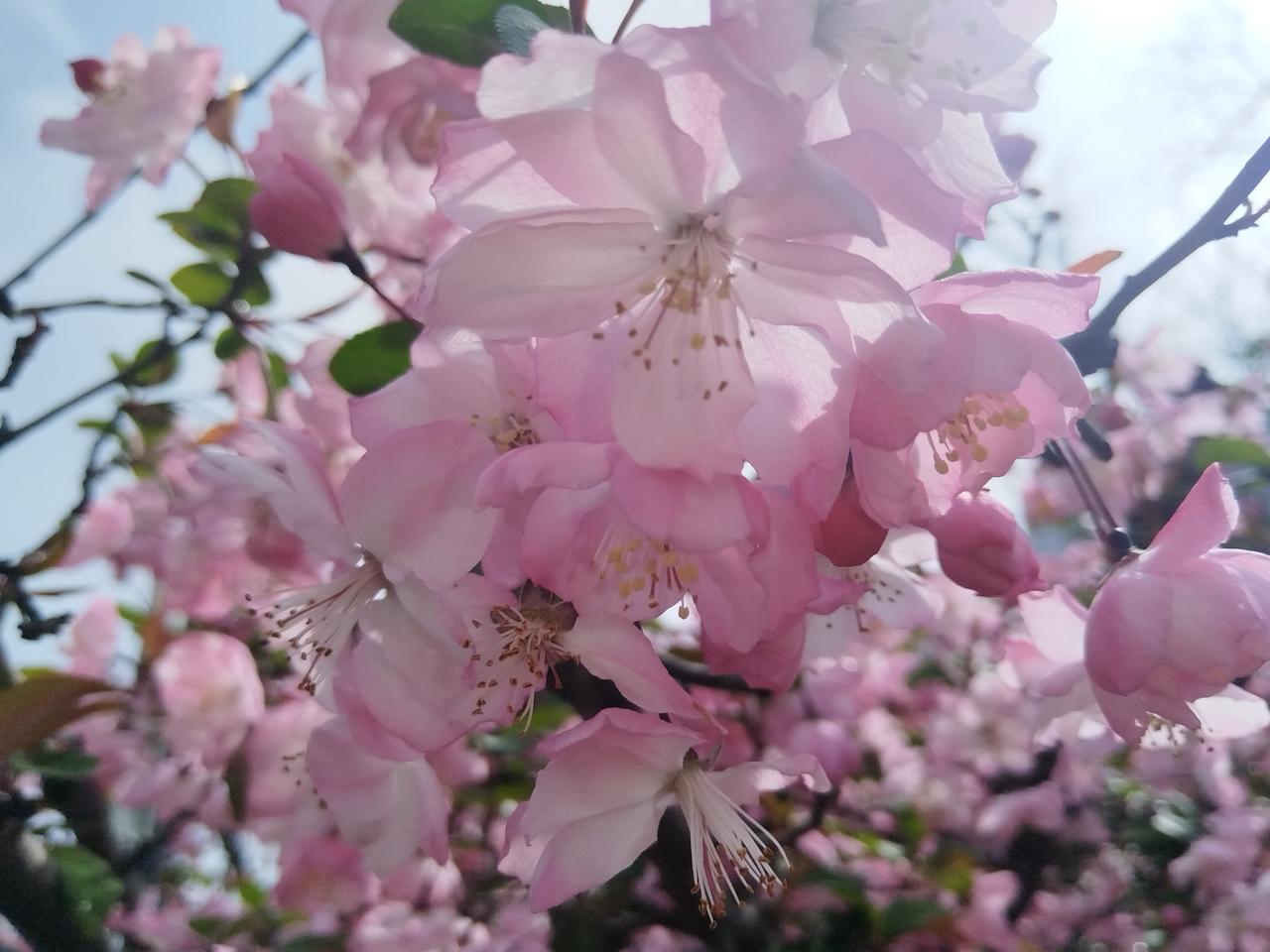 湖畔的海棠花开富贵，诉说着鱼米之乡的幸福生活，微风拂过，花瓣纷纷扬扬地飘落，宛如