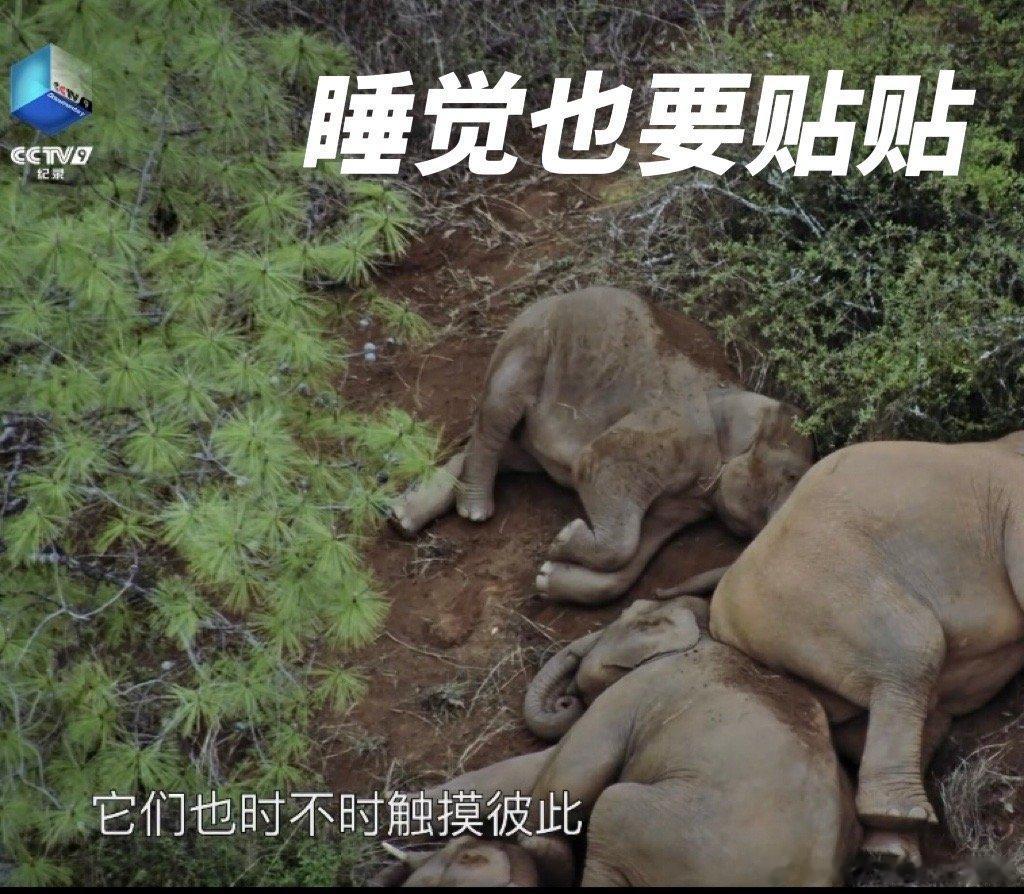 #大象的贴贴睡姿好治愈##野性四季# 谁说大象只会玩水，人家还会贴贴～睡觉的时候