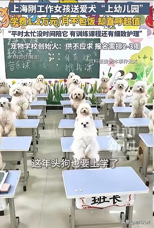 上海，95后女生为了让狗舒服，竟然花12000元，将6个月的萨摩耶犬送去上学，其
