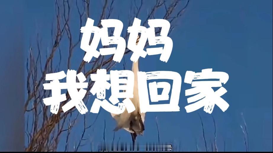 这才是可能的中美战争

别相信什么智库，别相信所谓战争推演！
中国美国一旦发生冲