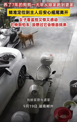 湖南郴州，一位女子家养了七年的狗狗，一大早独自从娘家跑出来，一路跑到婆家，精准找