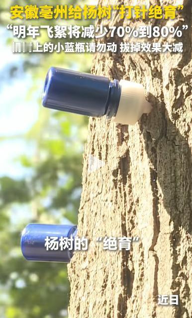 好消息！安徽亳州终于对漫天飞的杨絮 "下狠手" 了！直接给杨树 "打针绝育"，工