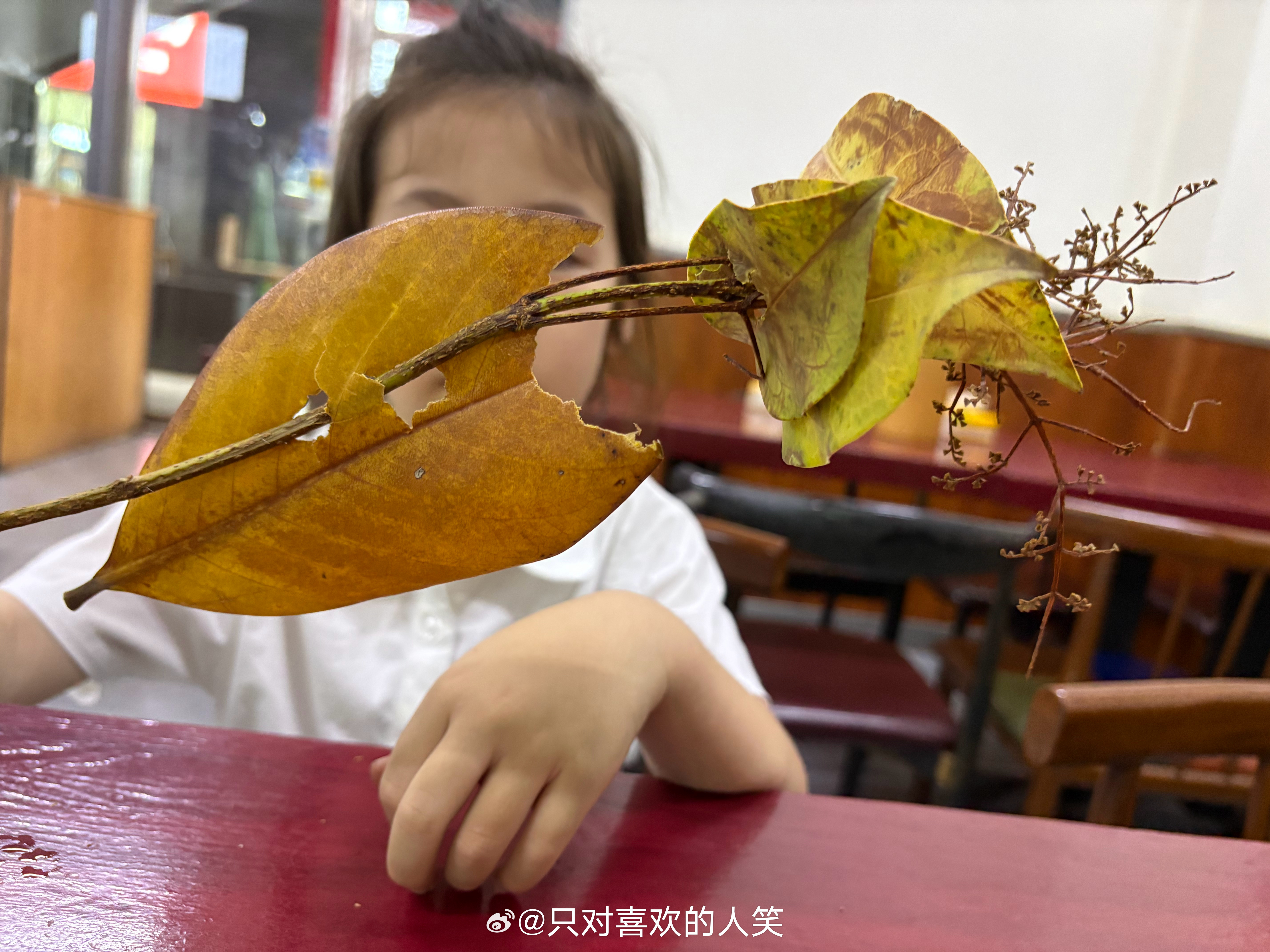 用捡的🍁做了个大鱼吃树叶月月的世界