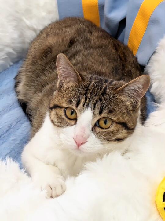 🐈·🥣｜谁懂啊！吃了毛发都变顺了