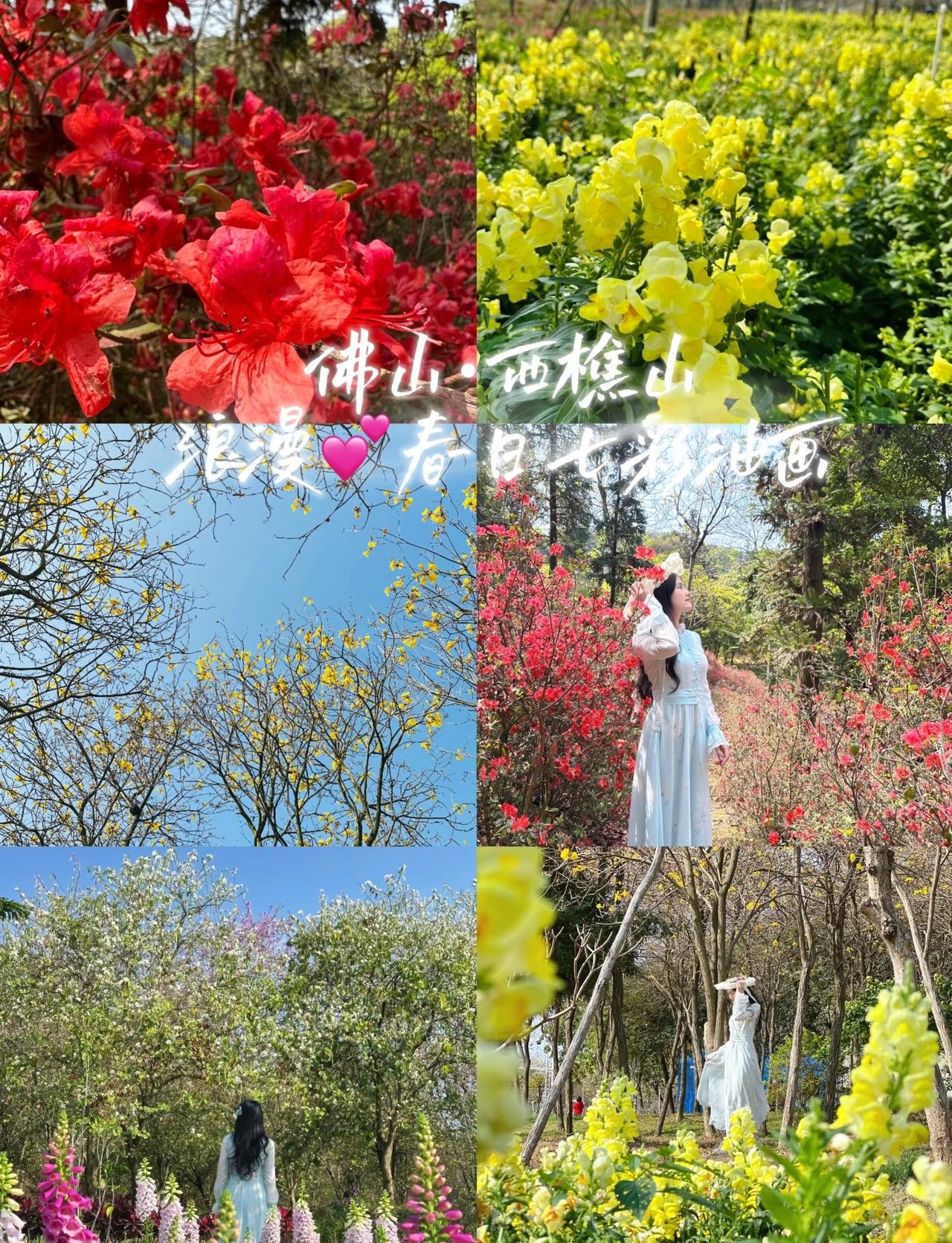 你闻，风里都是西樵山七彩花海的香味！
西樵山花海赏花正当时
七彩色调的花花就像走