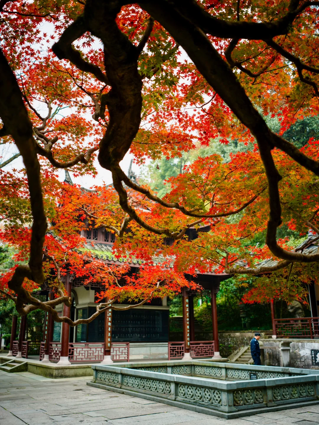 错过虎跑公园的红枫🍁等于没来杭州❗️❗️