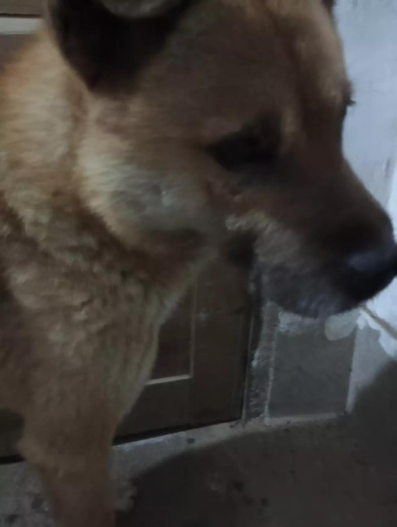咋整？就刚刚，开门放果汁到院子里上个厕所，准备睡觉了，它上完厕所进来后，就变这样