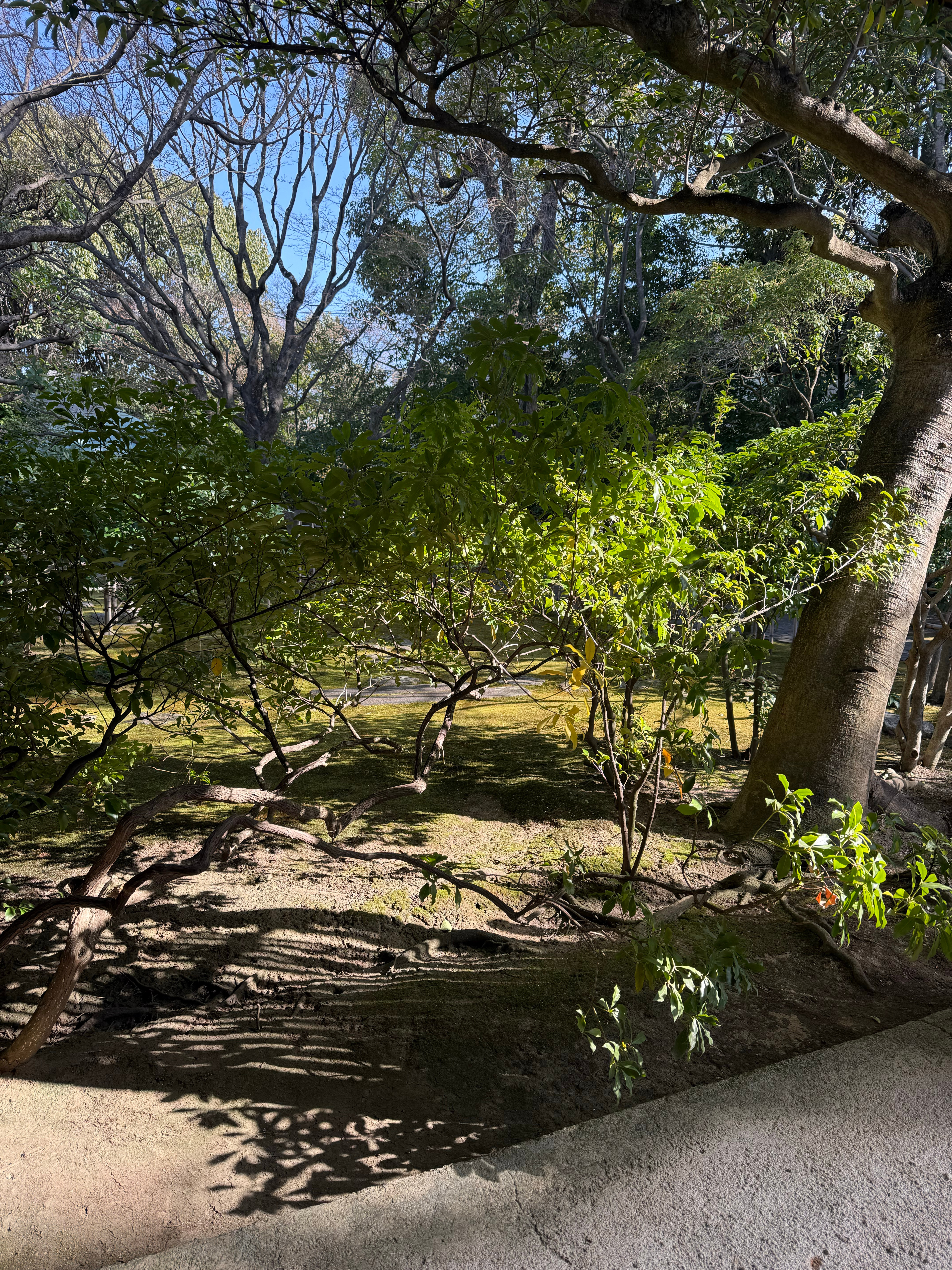 吸绿我狠狠吸！！！！ 