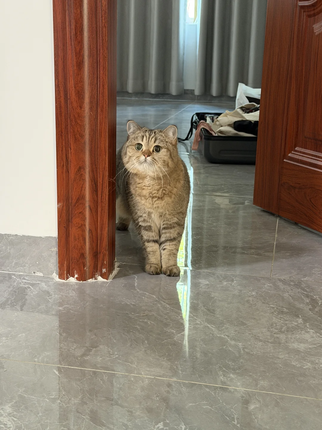 小猫也会有八卦的潜质