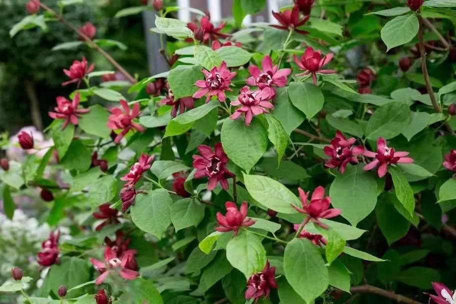 ‎种植 “美国夏腊梅”通常指美国蜡梅（学名：Calycanthus florid