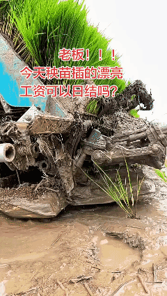 老板，今天秧苗插的漂亮
工资可以日结吗？[黑脸]