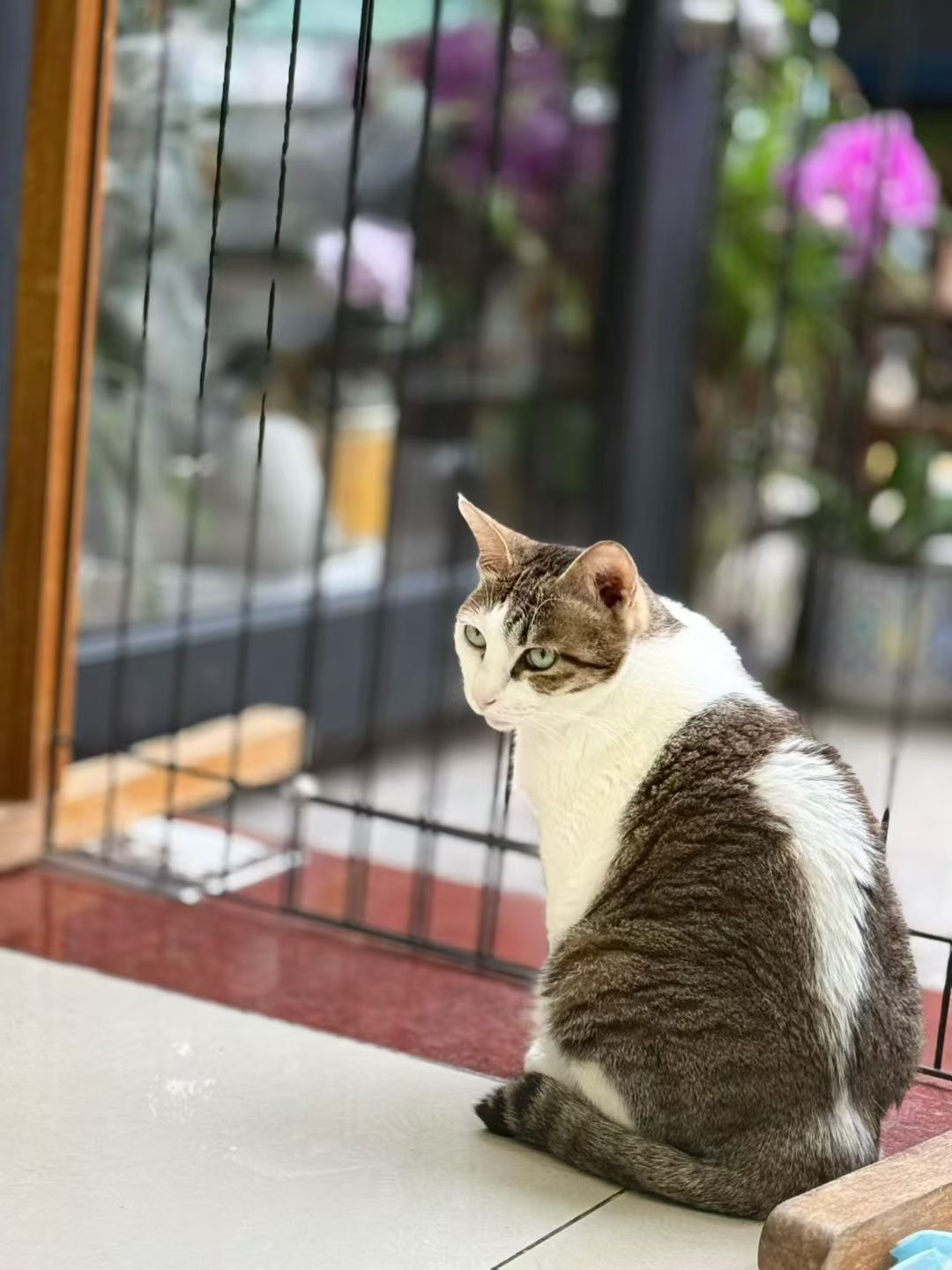 小猫咪的脑袋里会想什么呢？六七年过去，怎么感觉我如花似玉的小年也一下子有了苍老感