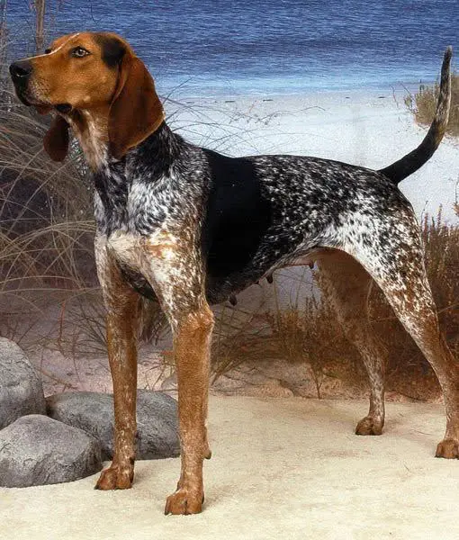 浣熊猎犬English coonhound