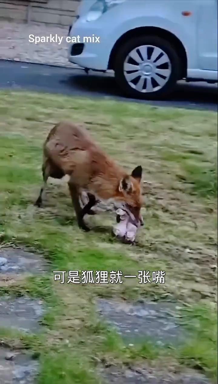 纪录片动物解说。
一只狐狸在公园散步，发现了一堆美味的鸡腿。它很好奇，这究竟是天
