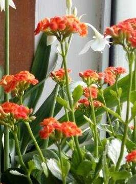 能晒下你家长寿花照片吗随手拍～