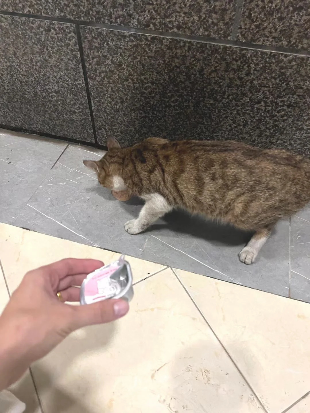 🇭🇰今晚和流浪貓的小故事～