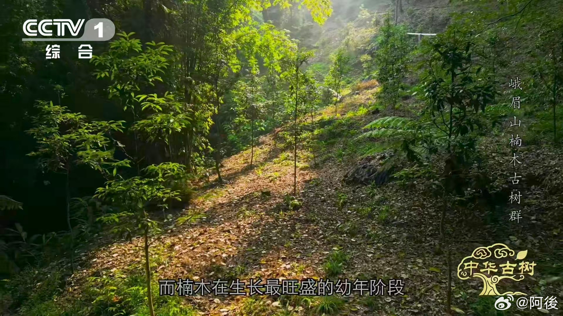 峨眉千年楠木王有十几层楼高峨眉山有座会生长的露天博物馆 公元 980 年种下的楠