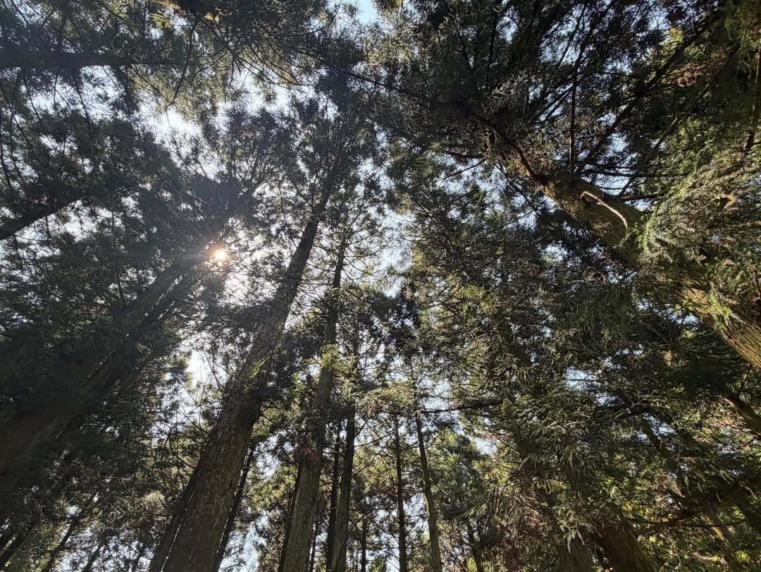 夏天绿色最好看💚🍃 