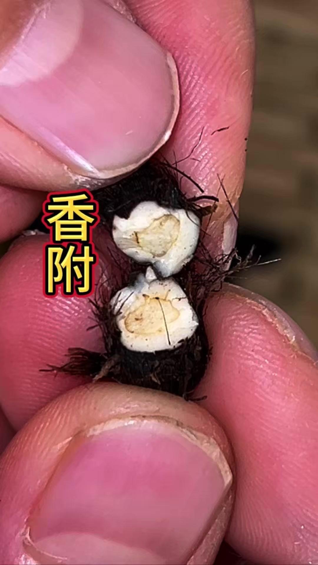 1️⃣香附子长得像韭菜，是缩草科多年生草本，地下根块掰开后肉质白嫩，采挖后处理干