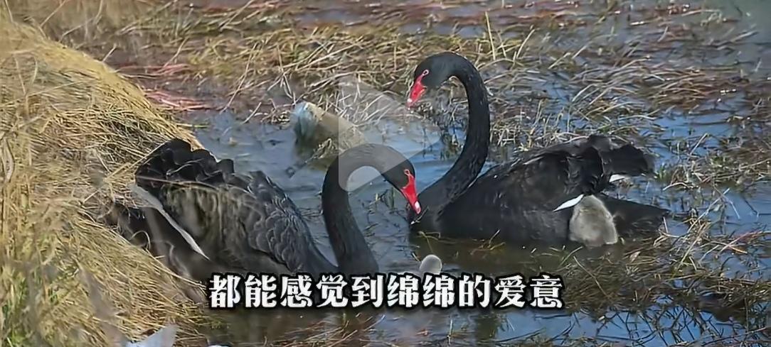 武汉天鹅湖的“情感连续剧”，迎来了最治愈的大结局。

2025年5月，一只公天鹅