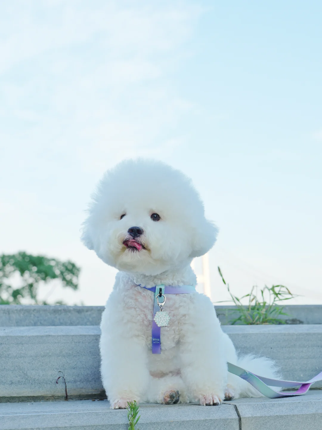 夏天的小狗超甜💕