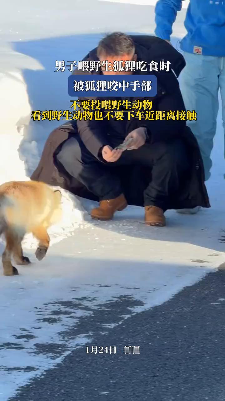 男子喂野生狐狸吃食时被狐狸咬中手部。
不要投喂野生动物，看到野生动物也不要下车近