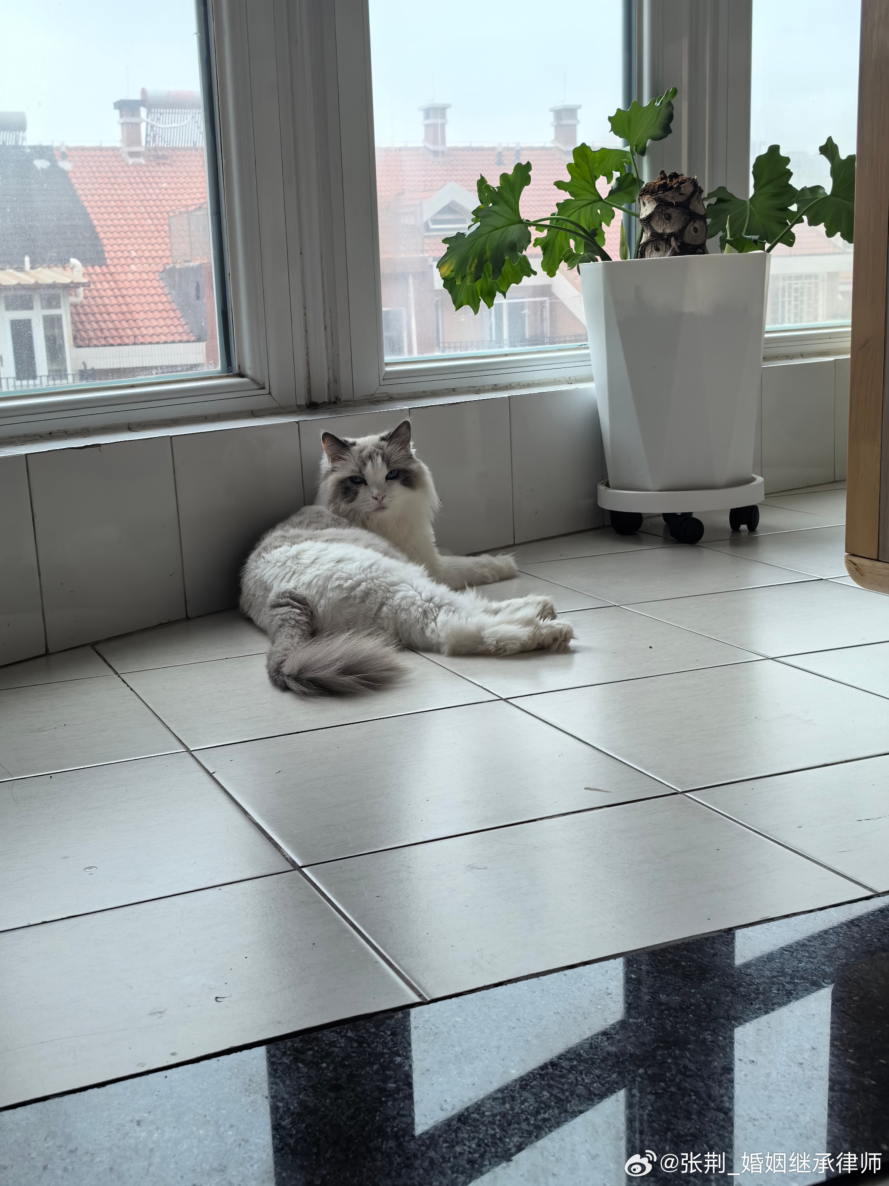 被猫主子彻底拿捏。猫姥姥回去避暑，它俩被迫投靠我。但我是靠不住的，投喂总是不及时