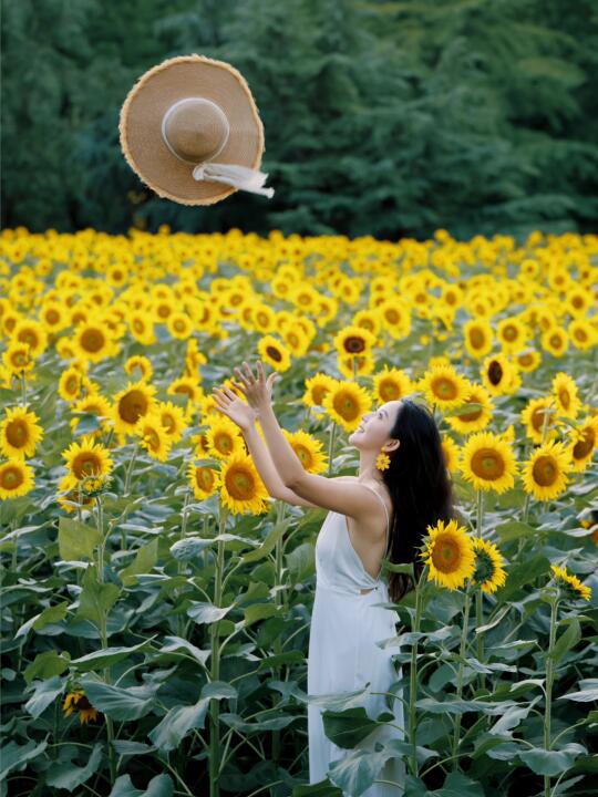 🌻你可以永远相信北京奥森向日葵花海！