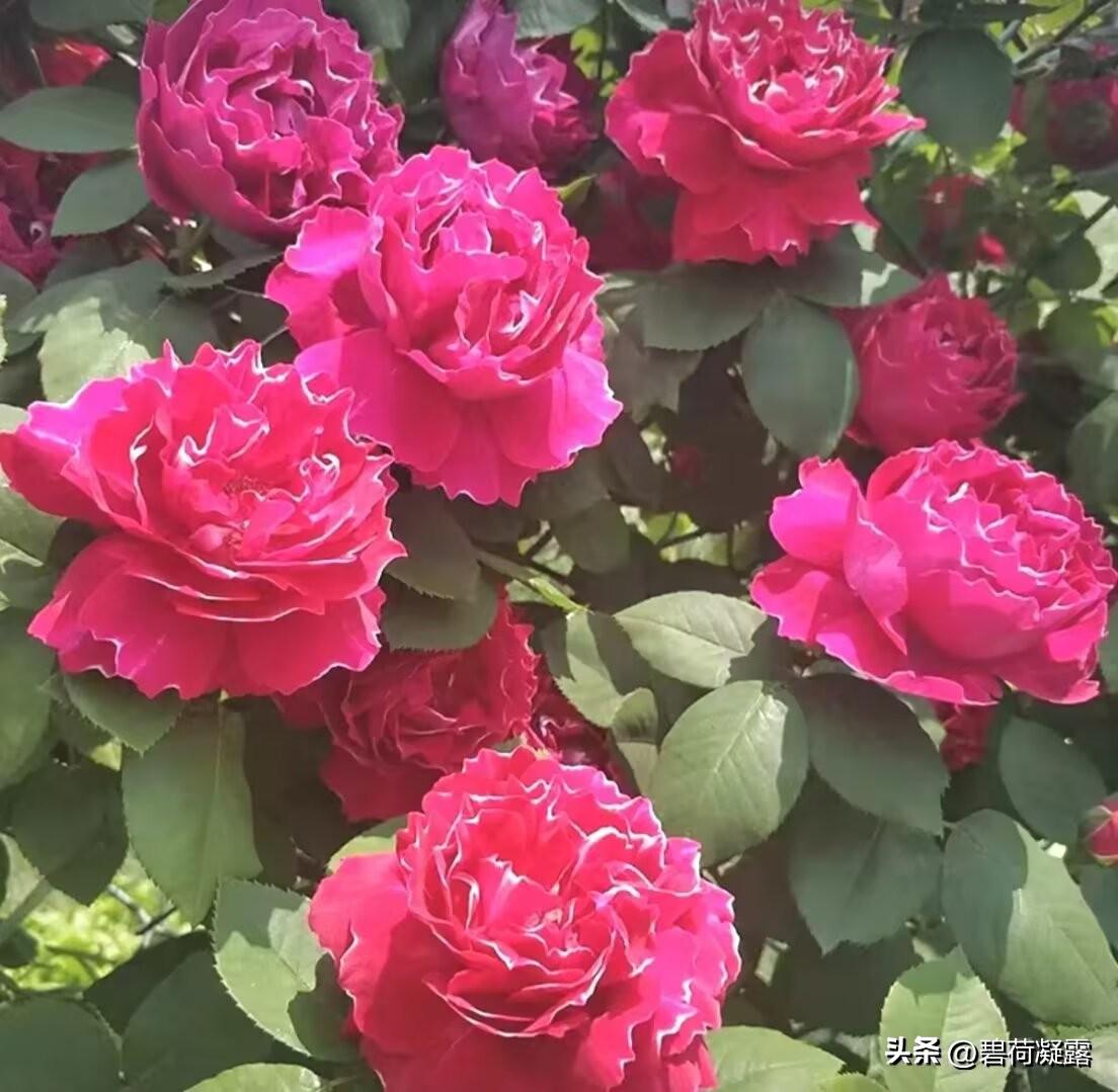 阳春三月，春暖花开，万物可爱。愿你所遇皆美好，所行皆顺利，所想皆成真，日子温柔又