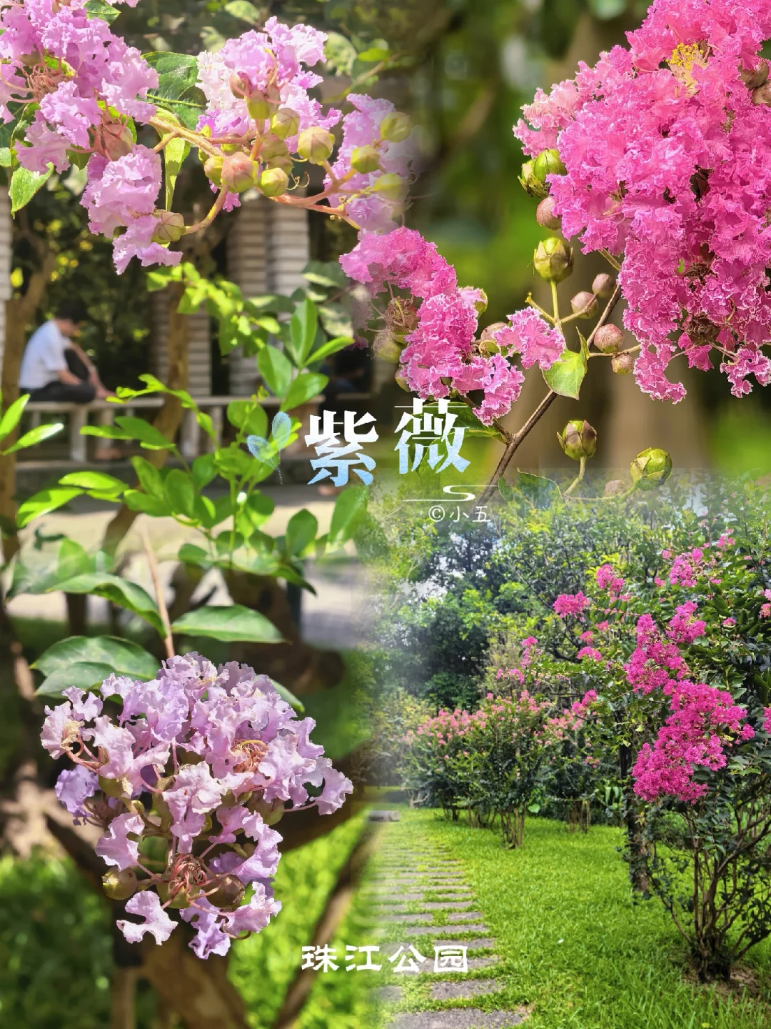 一万种旅行howto｜广州📍珠江公园，夏遇紫薇