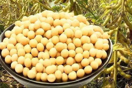大豆这张牌！
中国打得是得心应手

9月23号，外交部举行例行记者会。有美国记者