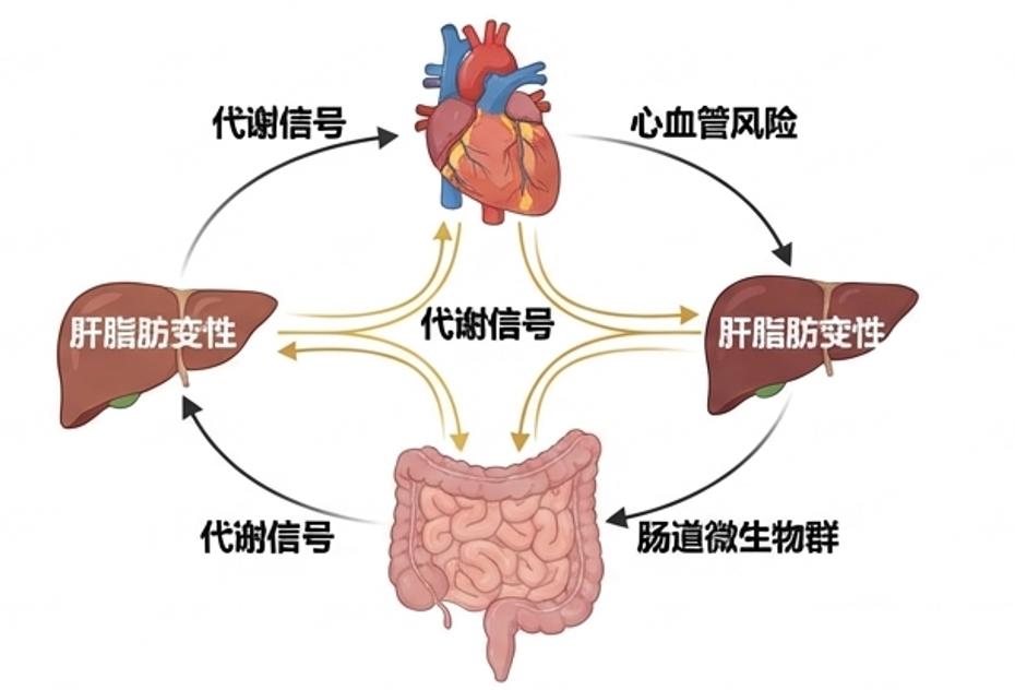 脂肪肝喝咖啡和茶是好还是坏？
研究显示，对于代谢相关脂肪性肝病（MASLD/NA