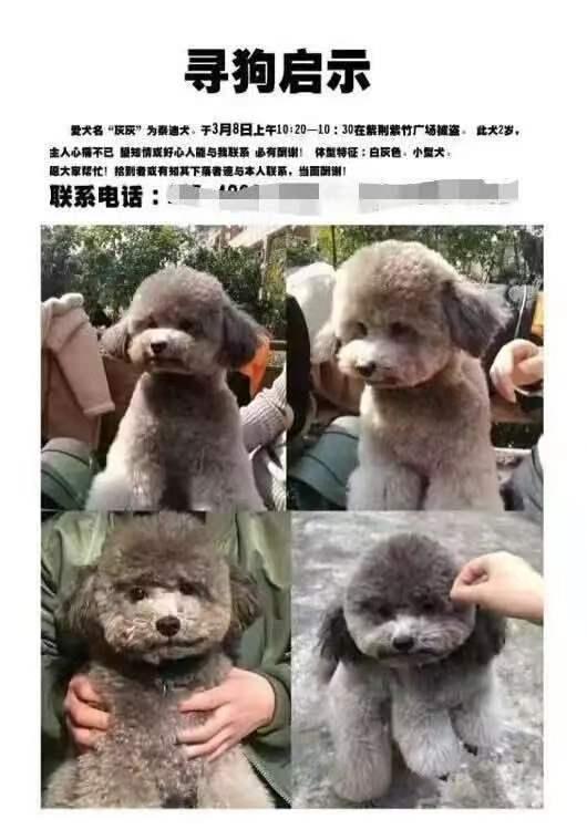 浙江台州，狗主人鲁某丢狗后四处寻找无果，心急之下在短视频平台公开悬赏一万元寻狗。