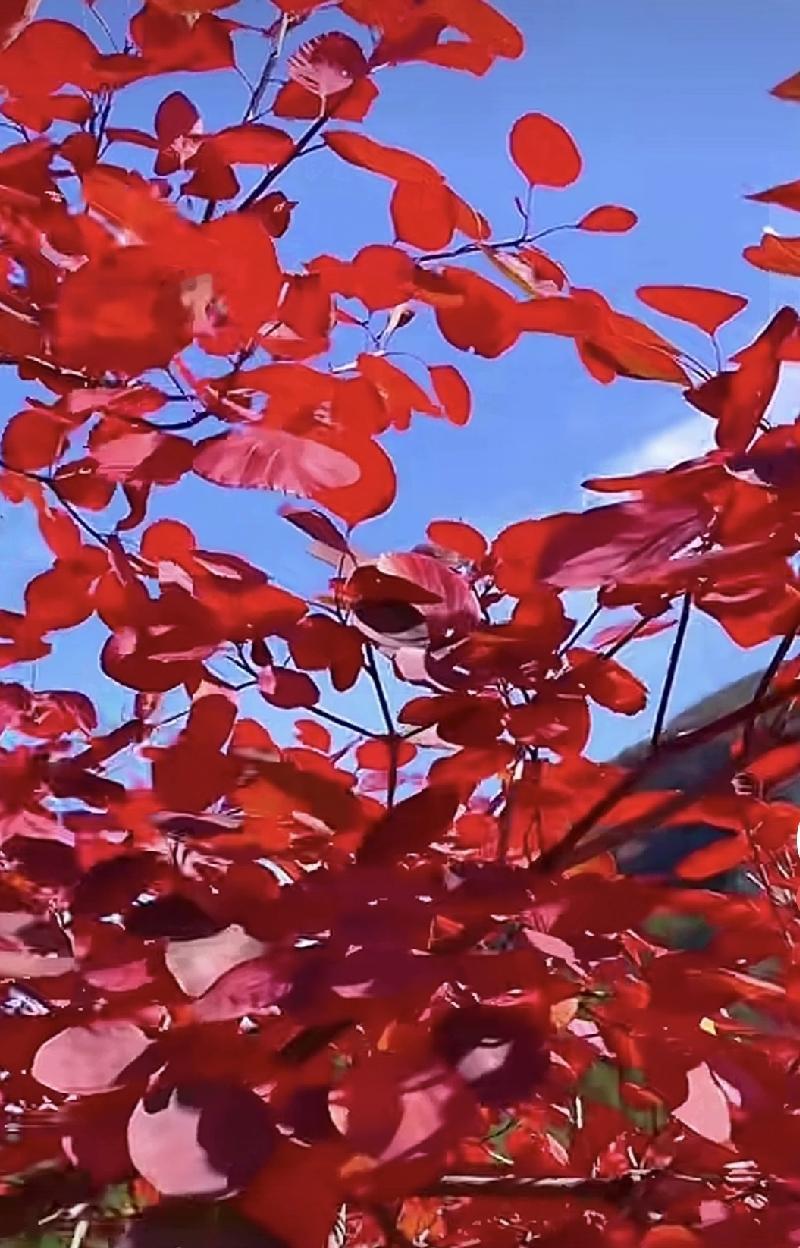 青荷开浅夏，画面感十足啊，淡淡的荷香、盛开的莲花，为炎炎夏日带来些许清凉，鲜嫩甘