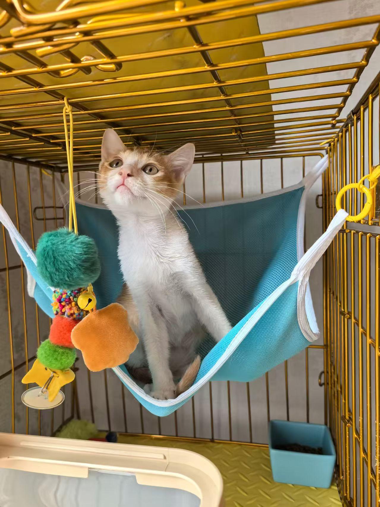 珠海，救助的流浪猫寻找爱心领养

宠物品种:橘白
宠物名 ：咪咕
性别 ：公
年