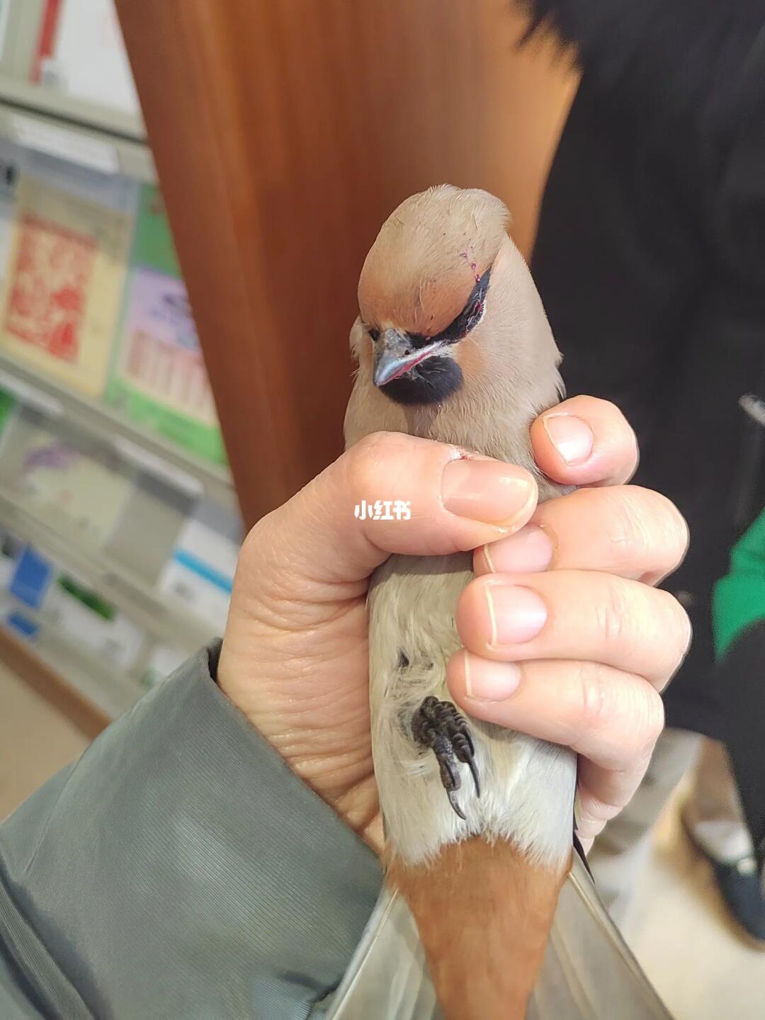 小鸟这么可怜  谁来帮帮它！