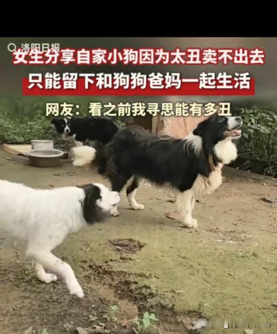 “笑不活了！”北京一网友发视频称自家的小狗因太丑卖不出去，只能留下和狗狗爸爸妈妈