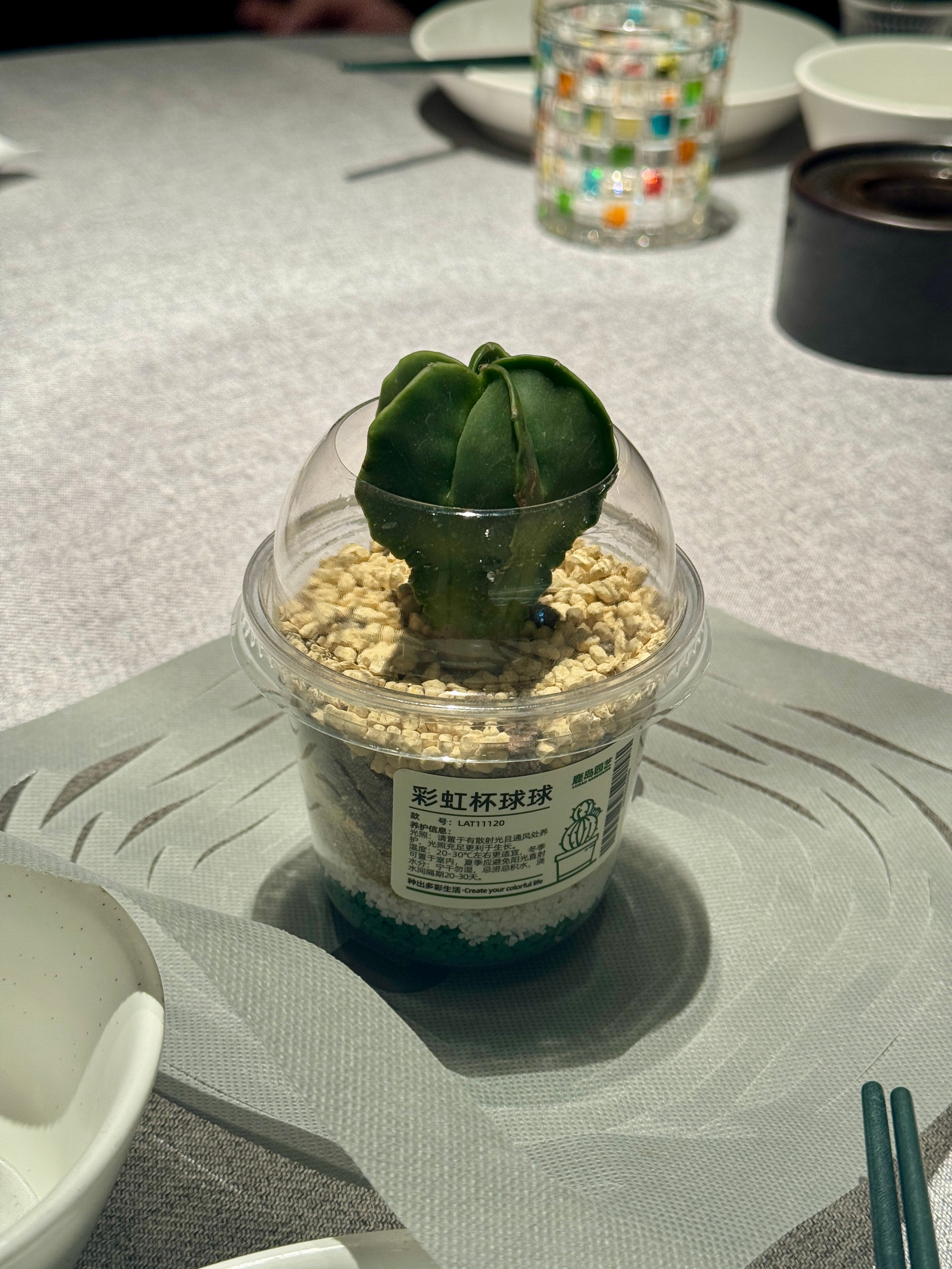 在杭州工作结束利用间隙跟我的雪搭子们吃了个饭，收到了我的三八妇女节礼物——仙人掌