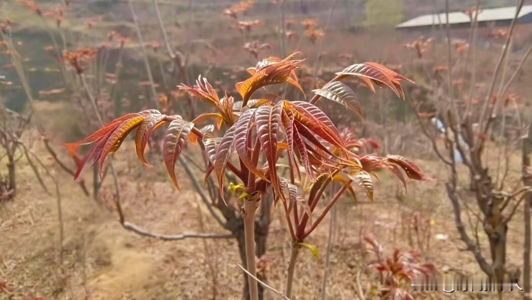 春日美景大赏虽然已经快到夏天了，但是石家庄鹿泉谷家峪的香椿依然非常鲜嫩可口，他们