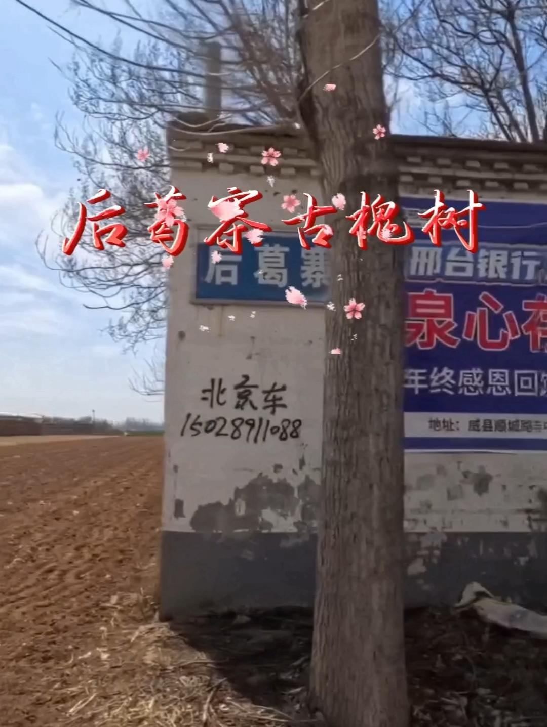 《后葛寨古槐记》威县后葛寨主街之中段南侧，有古槐一株。其干极粗，需二三人合抱。倾