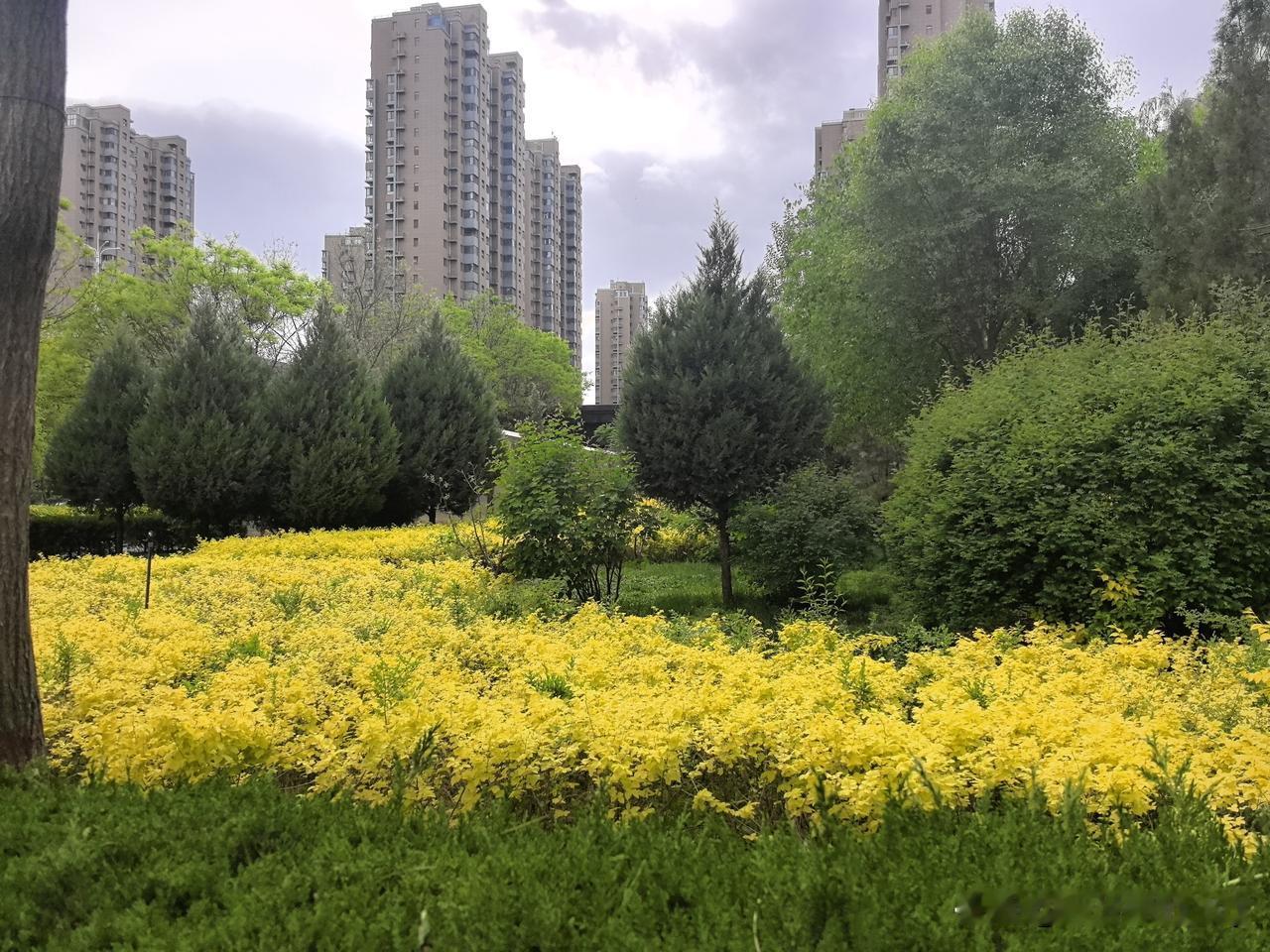 晒图笔记大赛今天早晨走在步道上，发现我们小区的绿化越来越好了。抬眼皆是温柔绿意，